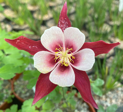 Aquilegia 'Red Hobbit' 